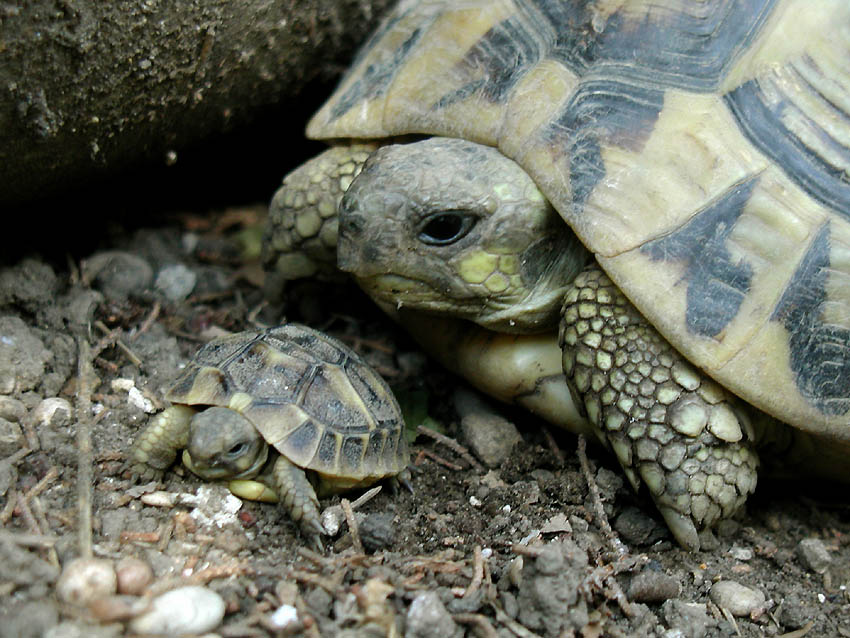 Testuggine terrestre Testudo hermanni hermanni