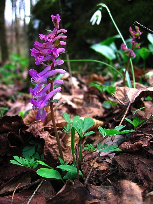 Corydalis cava / Colombina cava