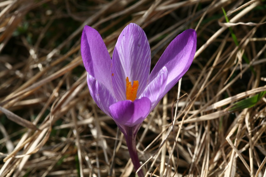 Primi fiori a 1000 m.