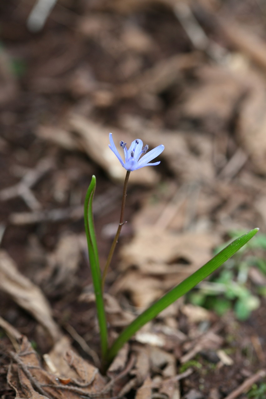 Primi fiori a 1000 m.