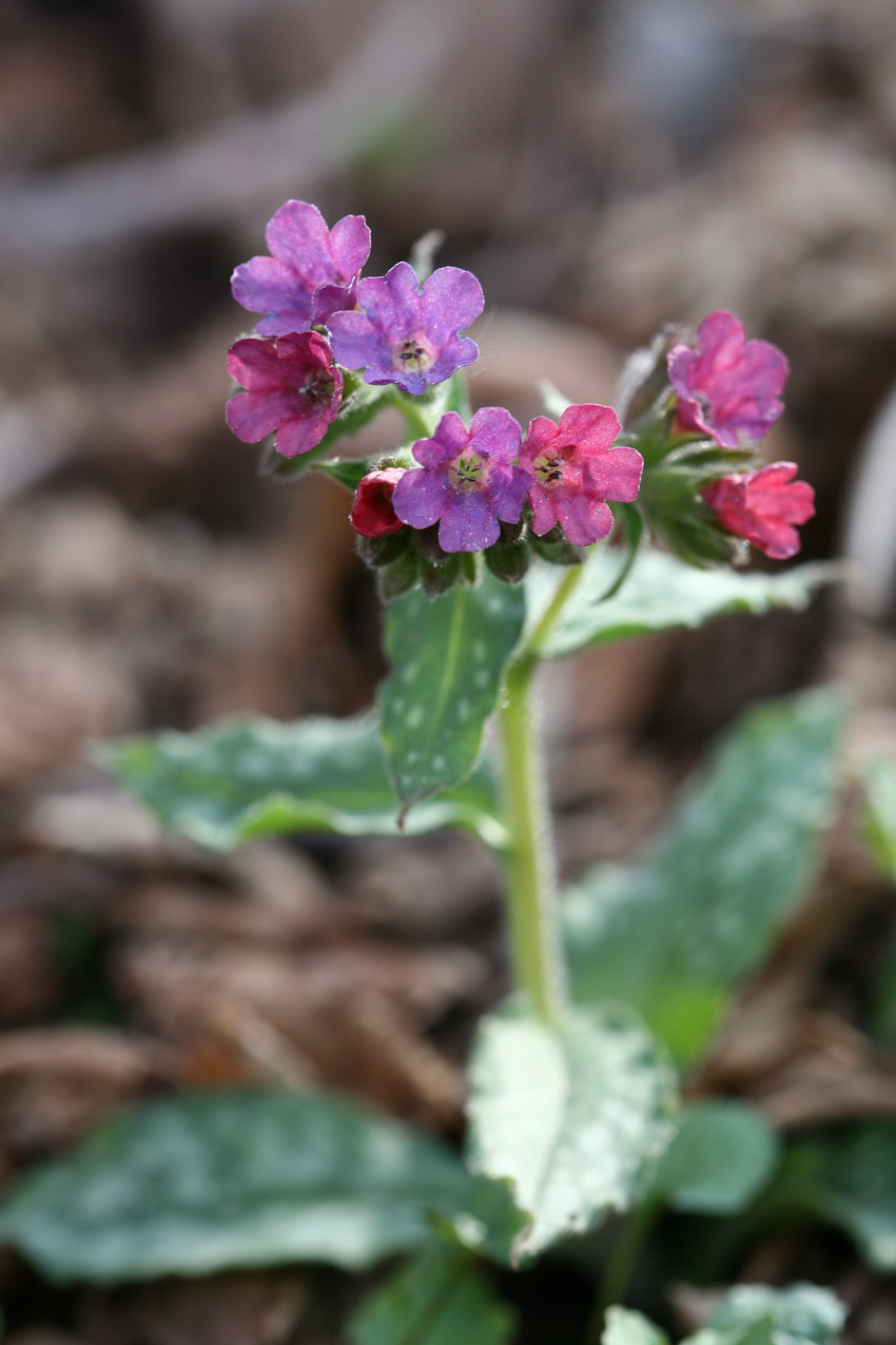 Primi fiori a 1000 m.