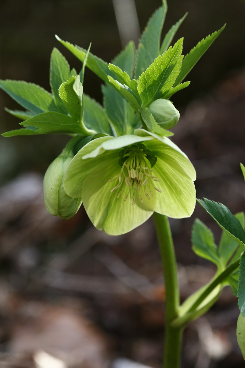 Primi fiori a 1000 m.