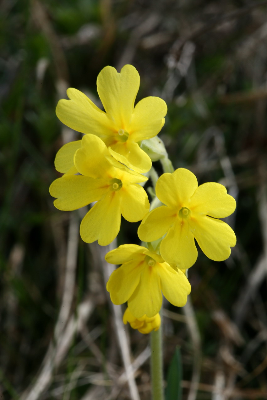 Primi fiori a 1000 m.