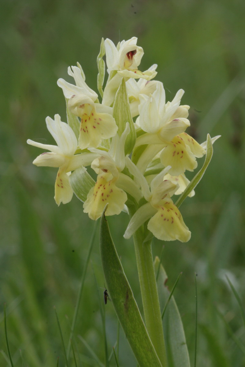 Dactylorhiza sambucina, Orchis mascula, Ceph.  longifolia