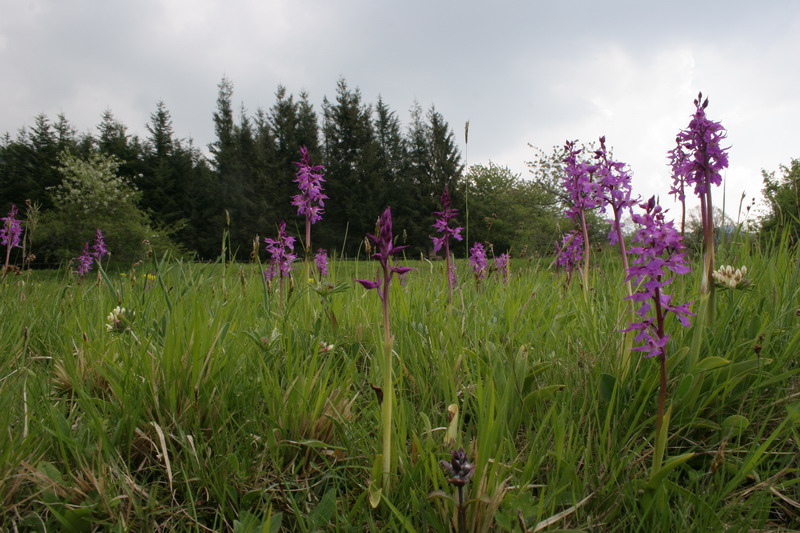 Dactylorhiza sambucina, Orchis mascula, Ceph.  longifolia