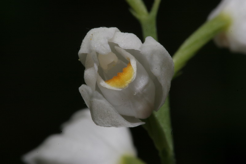 Dactylorhiza sambucina, Orchis mascula, Ceph.  longifolia