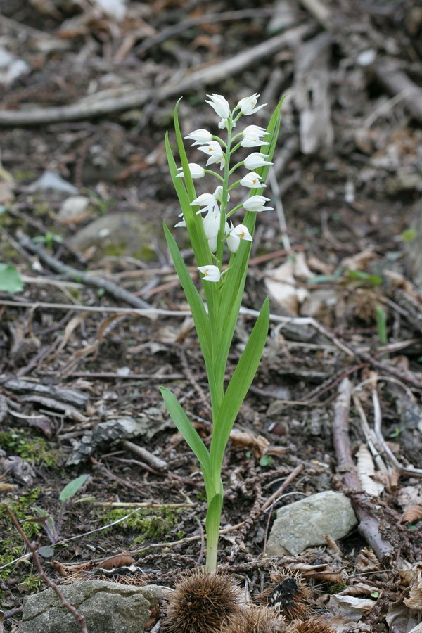 Dactylorhiza sambucina, Orchis mascula, Ceph.  longifolia