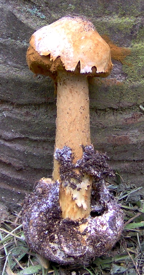 Battarraea phalloides