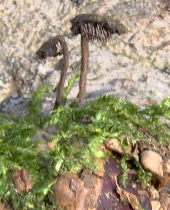 Auriscalpium