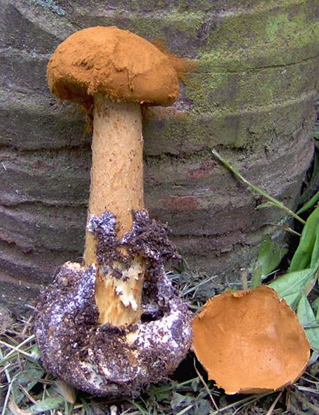 Battarraea phalloides