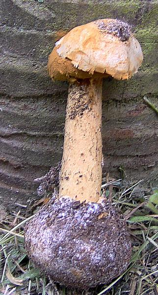 Battarraea phalloides