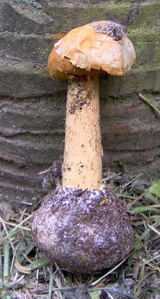 Battarraea phalloides