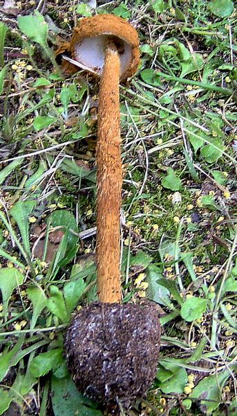 Battarraea phalloides