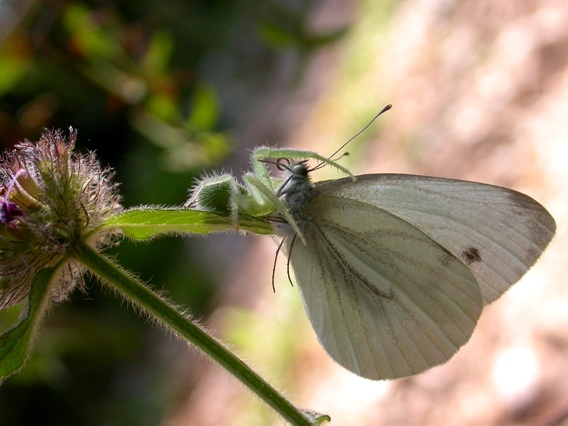 Heriaeus sp. - Cariadeghe (BS)