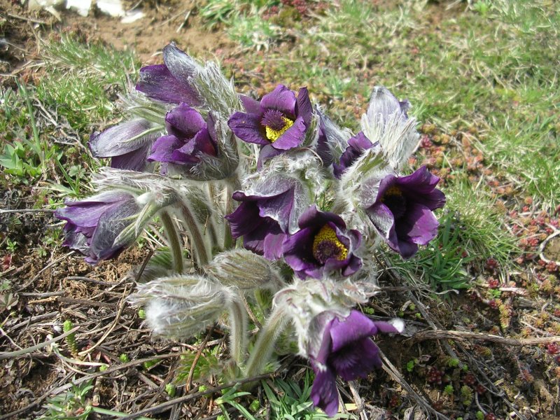 Pulsatilla montana / Pulsatilla comune