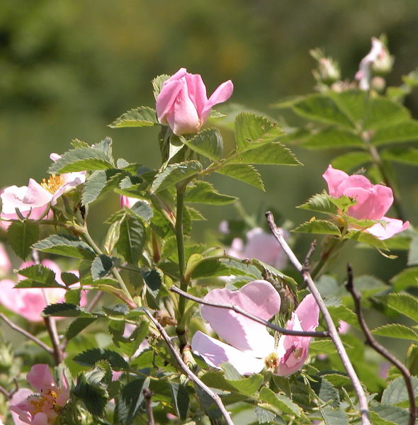 Un fiore per le ragazze del forum ...