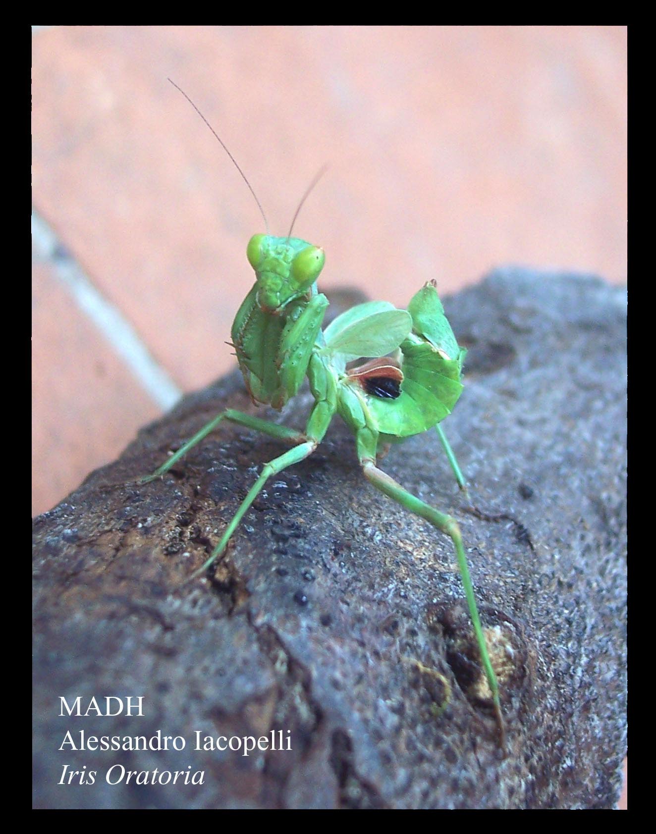 Empusa pennata