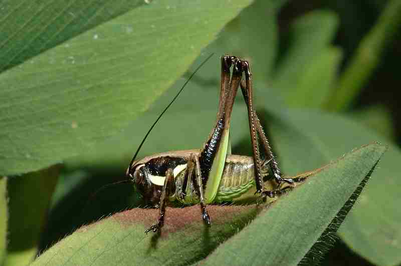 Cavalletta Omocestus rufipes