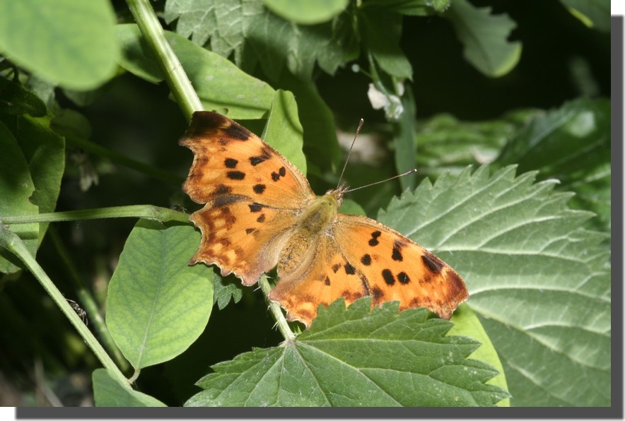 Polygonia c-album