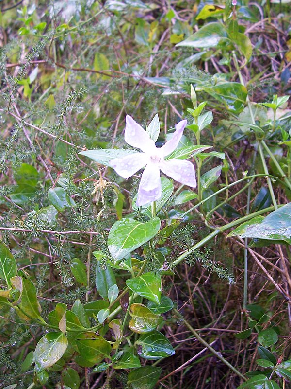 Vinca sardoa (endemismo sardo)