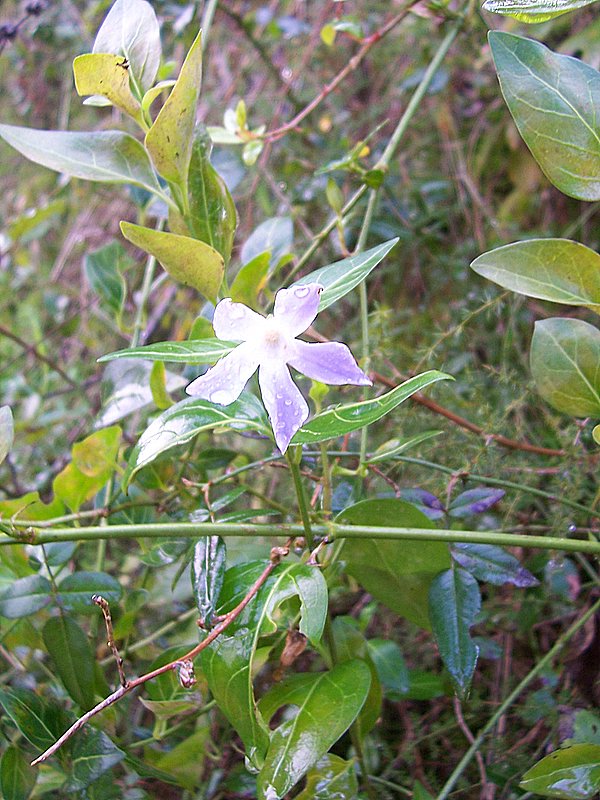 Vinca sardoa (endemismo sardo)