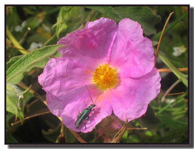 Cistus creticus subsp. erocephalus (=Cistus incanus) / Cisto rosso