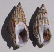 Nassariidae nel Mediterraneo