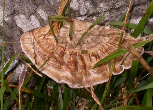 Trametes versicolor ?