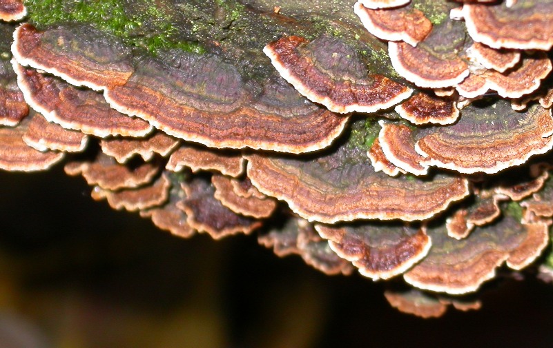 Trametes versicolor ?