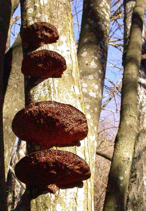 Trametes versicolor ?