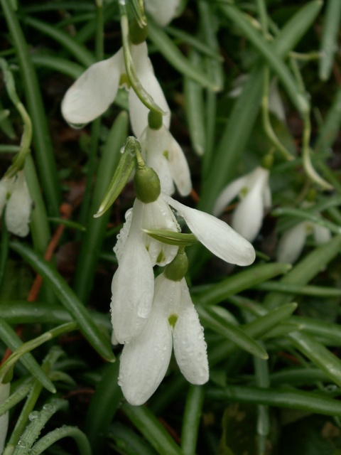 Segni di primavera