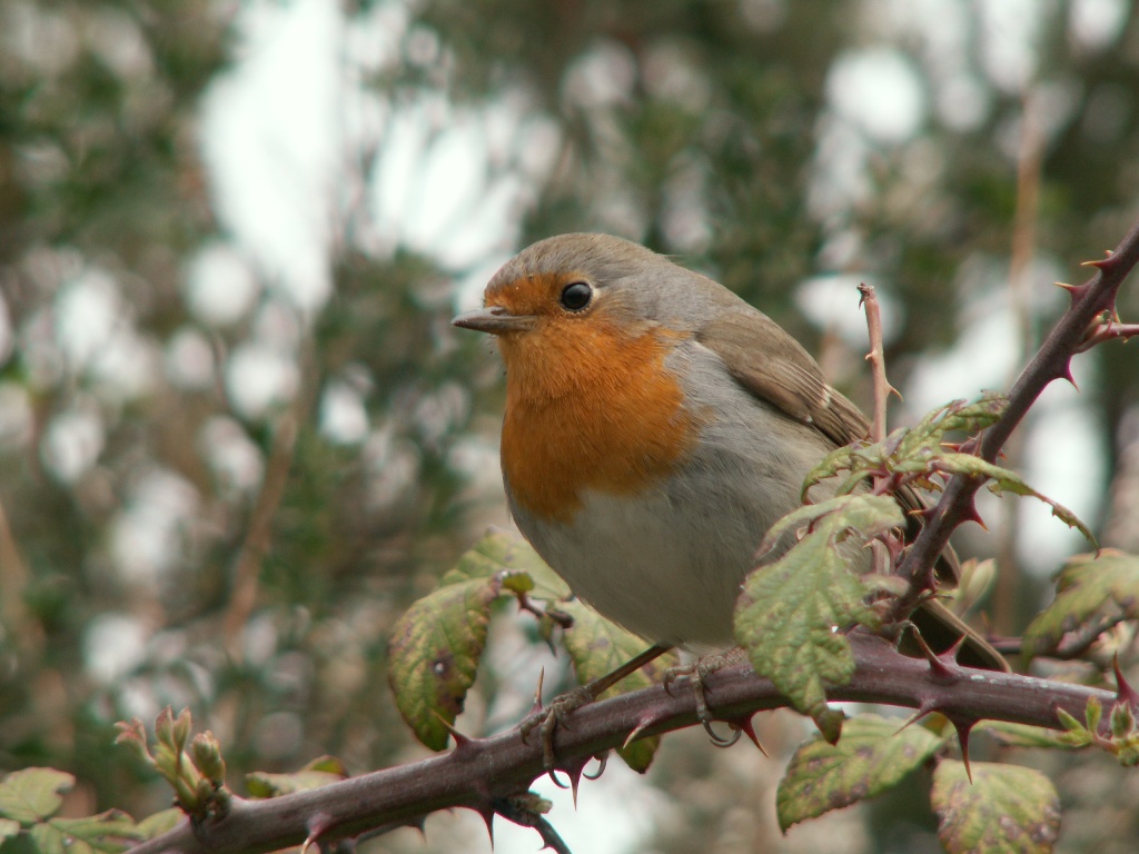 Pettirosso - Erithacus rubecula