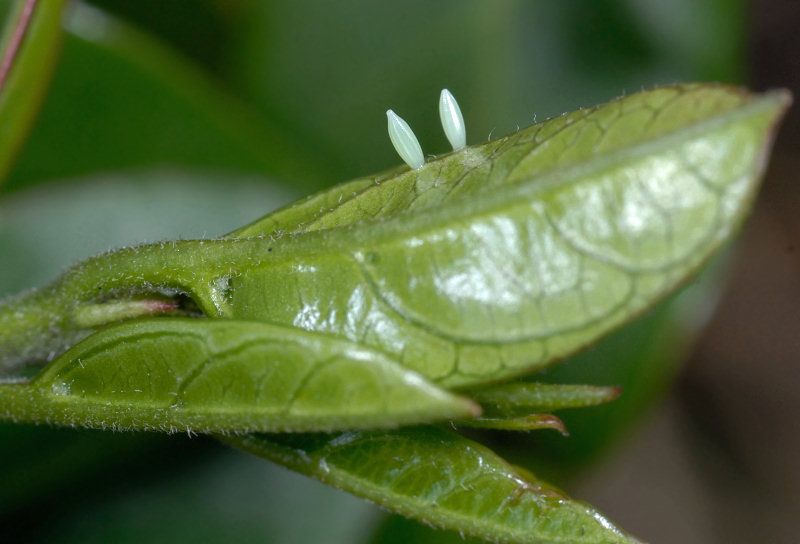 La stagione delle Gonepteryx