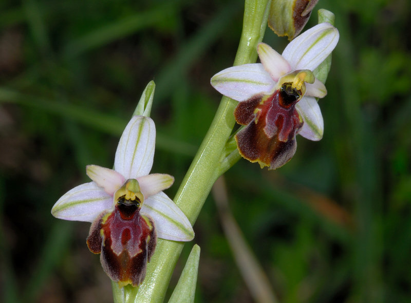 Ophrys exaltata subsp. montis-leonis (ex Ophrys tyrrhena)