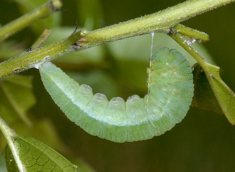 La stagione delle Gonepteryx