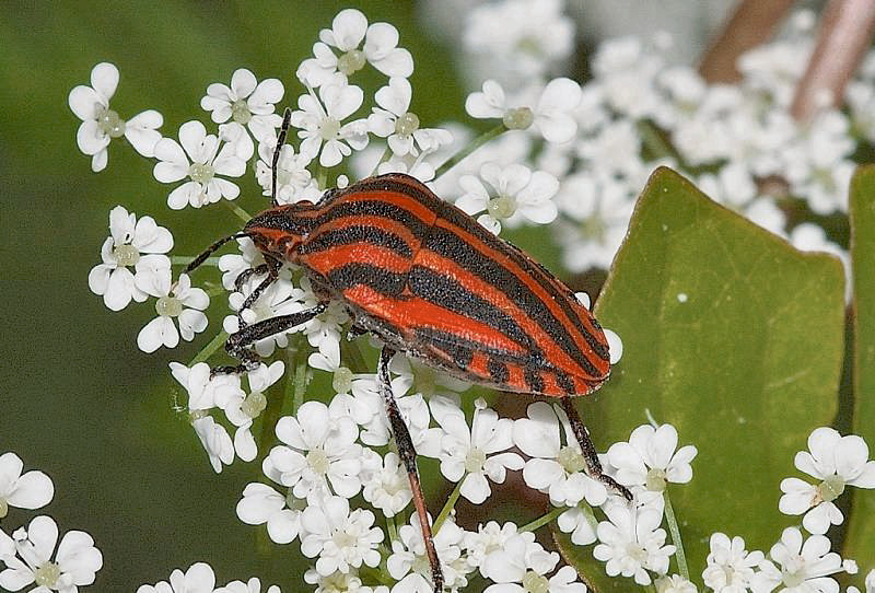 Graphosoma lineatum