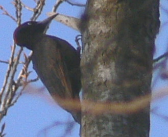 Picchio nero - Dryocopus martius