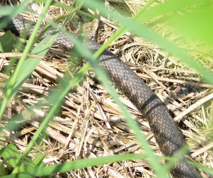 Natrix tessellata