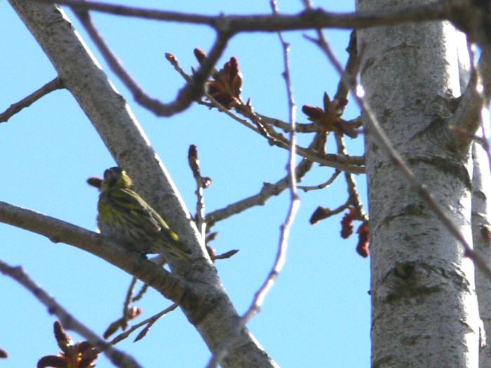 Carduelis spinus maschio (Lucherino)