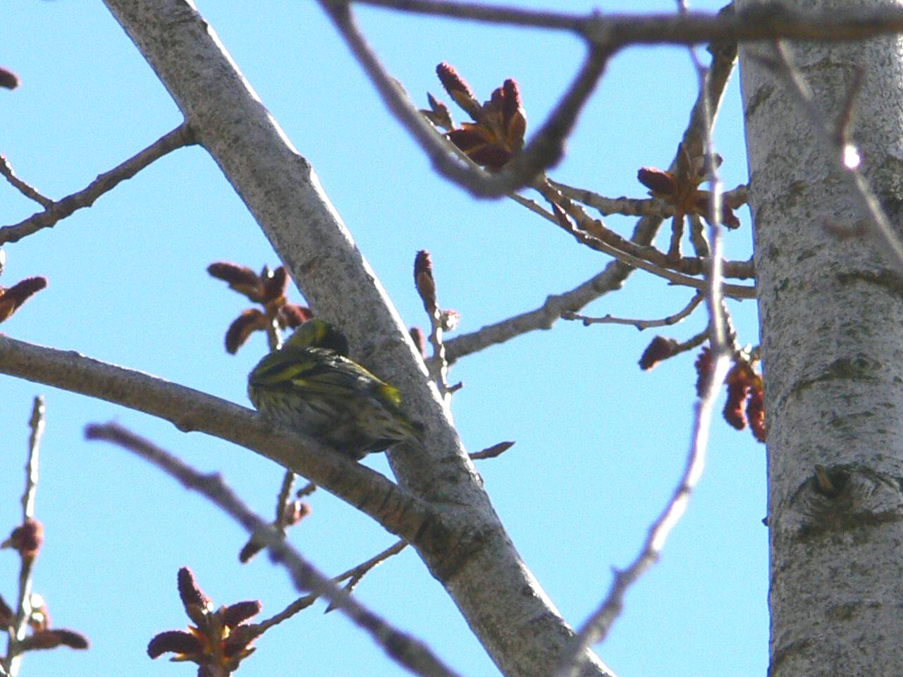 Carduelis spinus maschio (Lucherino)