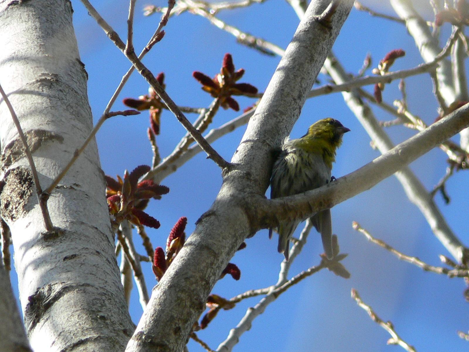 Carduelis spinus maschio (Lucherino)