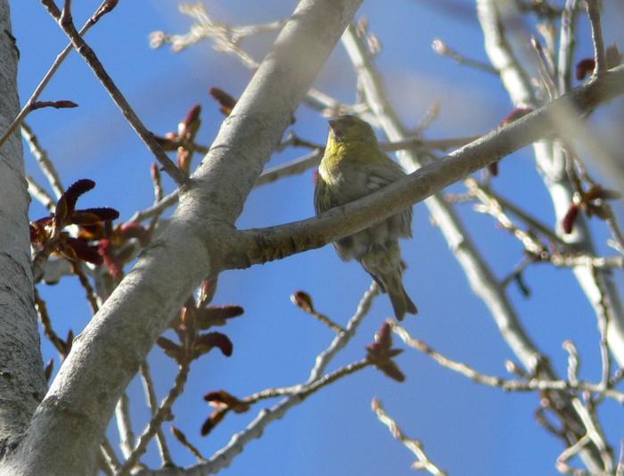 Carduelis spinus maschio (Lucherino)