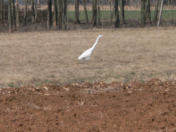 Airone bianco maggiore - Casmerodius albus