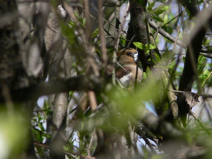 Frosone maschio  Coccothraustes coccothraustes