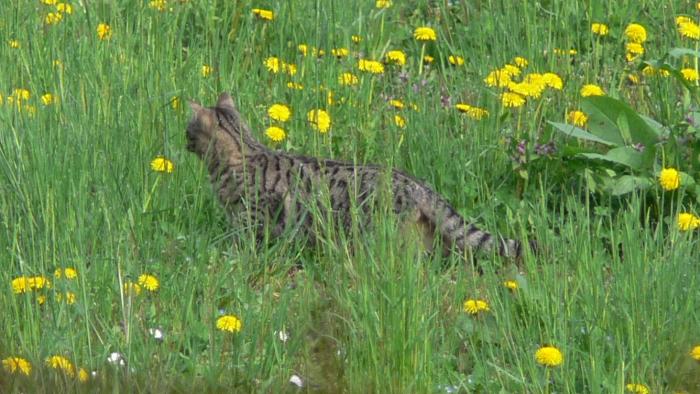 gatto selvatico?