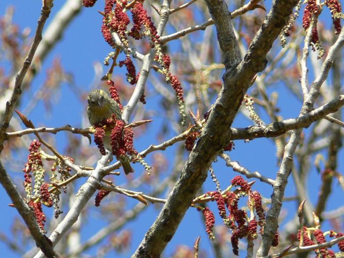 Carduelis spinus maschio (Lucherino)