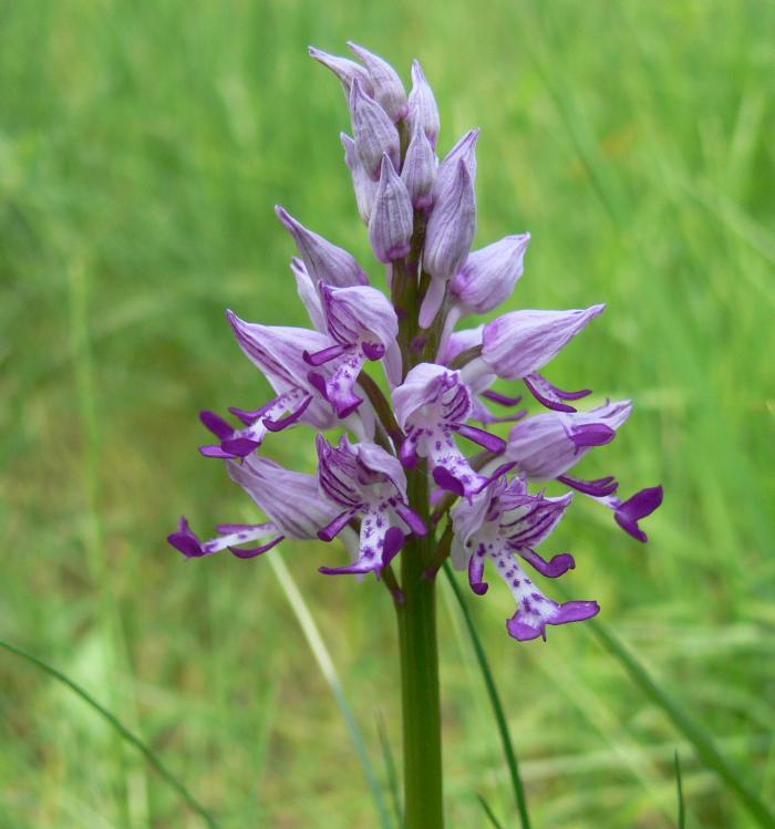 1- Orchis militaris ; 2 fiore/pianta: Orobanche sp.