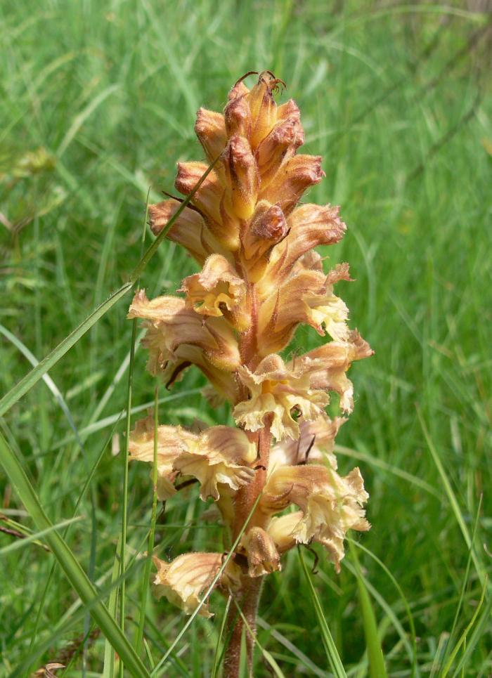 1- Orchis militaris ; 2 fiore/pianta: Orobanche sp.