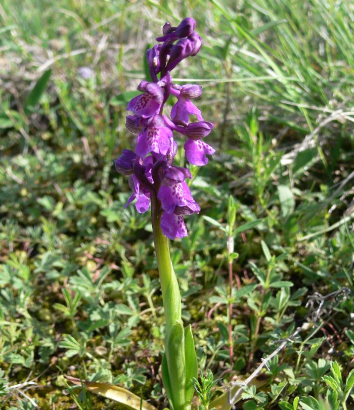 Orchis morio - Orchis militaris