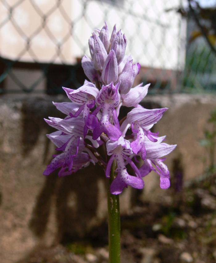 Orchis morio - Orchis militaris